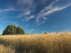 На Херсонщине в аренду передадут более 170 тысяч га сельхозземель