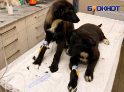 В геническом приюте «Лапка» вспышка смертельной чумки