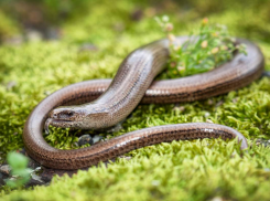 «Опасный мутант» — загадочное существо пугает жителей в лесах