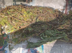 В Херсонской области поймали наркомана, сорвавшего дурман-траву на поле