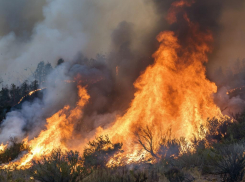На Херсонщине полицейские мужественно уничтожили заросли дурман-травы