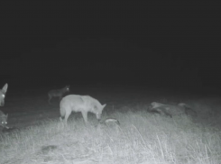 Дикие волки вернулись в степи Херсонщины, редкие кадры и тревожный сигнал