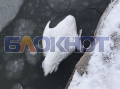 Первый случай гибели от птичьего гриппа подтвердили в Скадовском округе