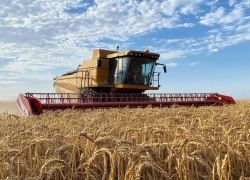Специалисты Россельхозцентра в восторге: Херсонская область установила рекорды по озимым пшеницам