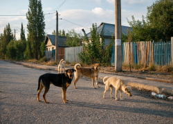 Приюты и отлов собак намерены узаконить в Херсонской области