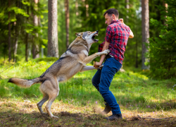 Волк напал на четверых людей в Великой Лепетихе