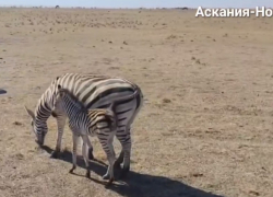 У зебры Чапмана в херсонском заповеднике "Аскания-Нова" родился малыш