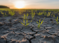 Почему на Херсонщине собран рекордно низкий урожай с начала СВО, рассказали власти