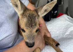 Оленёнка из Херсонской области, спасенного бойцами РФ, убили дикие звери 