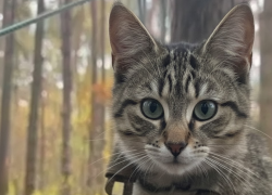 «Бронированного» кота сняли на видео херсонские бойцы 