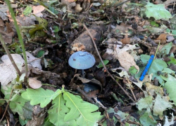 В лесах Херсонской области ВСУ сажают взрывоопасные «грибы»