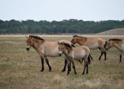 «Аскания-Нова» и Московский зоопарк создадут альянс для сохранения биоразнообразия
