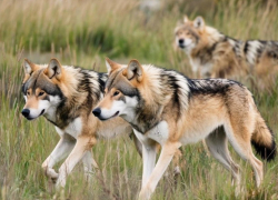 На Херсонщине волки наведались в населенные пункты