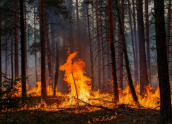 В Херсонской области действует особый противопожарный режим