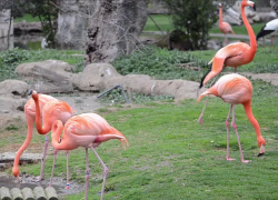 Африканские фламинго замечены в степях Херсонской области