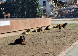 В Херсоне на фоне вспышки бешенством торгуют мясом заражённых животных