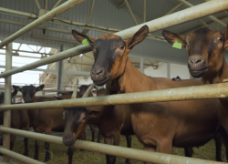 1300 литров молока со вкусом пломбира за сутки производят козы в Херсонской области