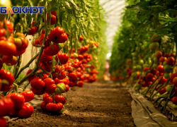 Херсонские аграрии нацелились на рекордный урожай овощей — 51 тысячу тонн