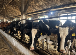 Более трети крупного скота в Херсонщине оказалась «без документов»