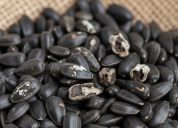 Шесть хозяйств Херсонской области засеяли поля семенами неизвестного качества