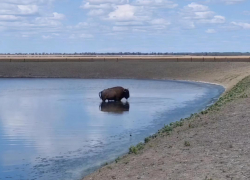 В заповеднике Херсонской области восстановят орошение и подачу воды животным