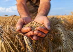 Херсонская область возобновила экспорт зерна впервые за три года