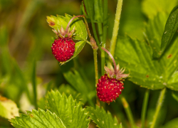 Херсонская земляника признана качественной и безопасной