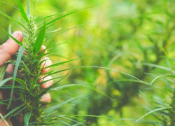 В Каланчаке полицейские задержали наркоторговца с опасными растительными наркотиками