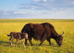Новорождённого детёныша яка сняли на видео в заповеднике «Аскания-Нова»