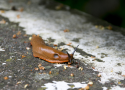 Модные слизни атакуют огороды и угрожают урожаю