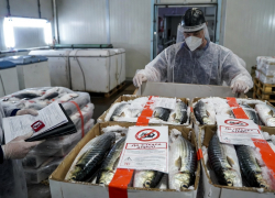 5 тонн заражённой чилийской ставриды пытались провезти в магазины Херсонщины