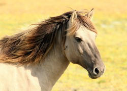 Сотрудники Скадовского конного клуба спасли двух лошадей от скотобойни