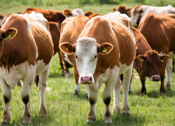 В Херсонской области половина скота оказалась не зарегистрирована