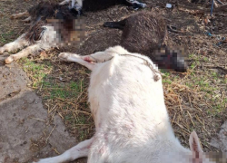 Стая волков по ночам массово выгрызает скот во дворах Херсонской области 