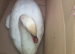 В Херсонской области неравнодушные жители спасли замерзающего лебедя и малую поганку