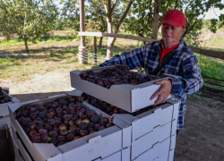 Экзотические плоды выращивают в Херсонской области