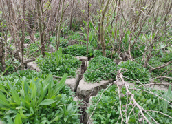 На дне Каховского водохранилища выросли семиметровые деревья