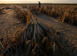 Стало известно, какой ущерб понесли аграрии Херсонщины за сезон 2024-2025 годов