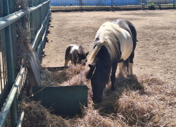 Редкий жеребенок шетлендского пони родился в «Аскании-Нова»