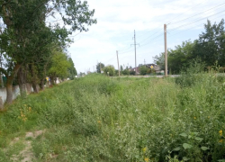 Сорняки и амброзию на одной из улиц Скадовска пообещали убрать