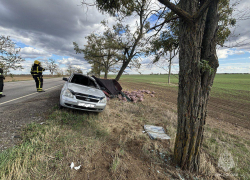 Под Чаплинкой «Приора» с прицепом картошки слетела с трассы и врезалась в дерево