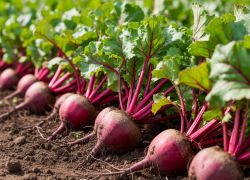 Фермера Херсонщины обвинили в краже 240 тысяч рублей из бюджета