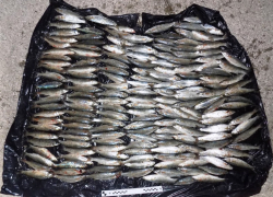 На Сиваше задержали двух серийных браконьеров с незаконным уловом кефали