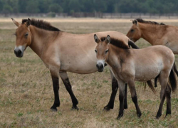 В Херсонской области спасают вымирающий вид лошадей