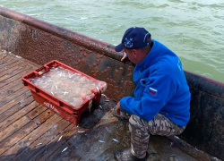 Медузы чуть не устроили продовольственную катастрофу в Херсонской области 