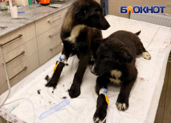 В геническом приюте «Лапка» вспышка смертельной чумки