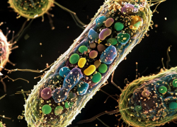 В Херсонской области выросла заболеваемость кишечными инфекциями