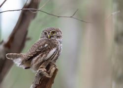 В Стрелковом спасли от гибели маленького сыча
