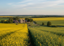 В Херсонской области повысили ставку субсидии на производство масличных культур