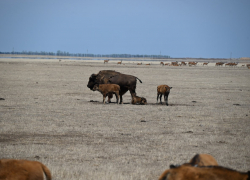 Бизоний бум: за 2025 год в Херсонской области родилось 30 детенышей американского бизона